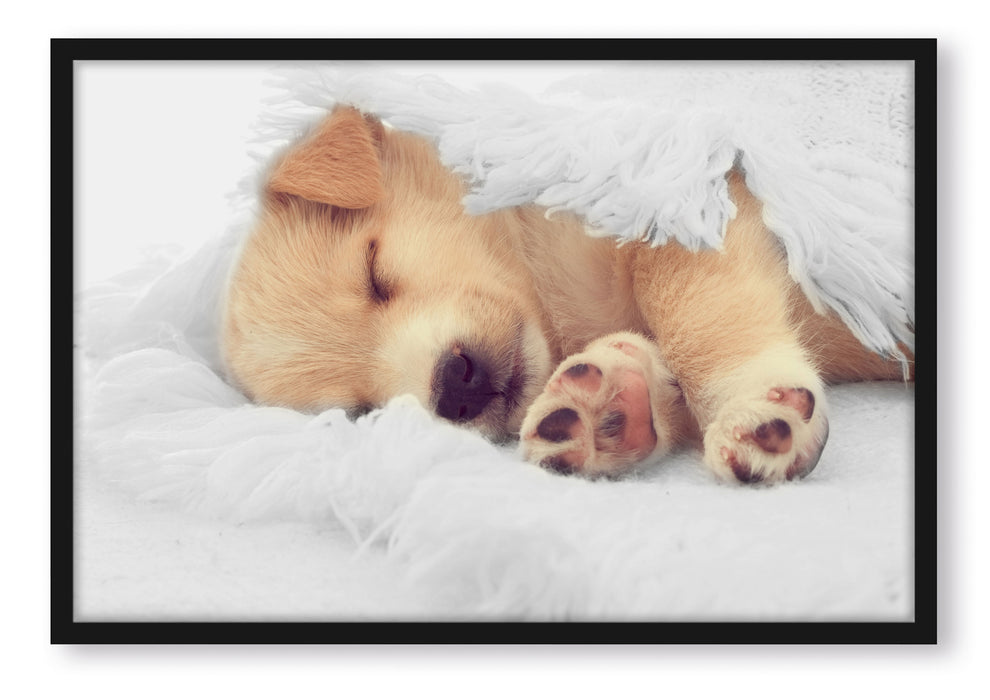 Pixxprint kleiner schlafender Welpe, Poster mit Bilderrahmen