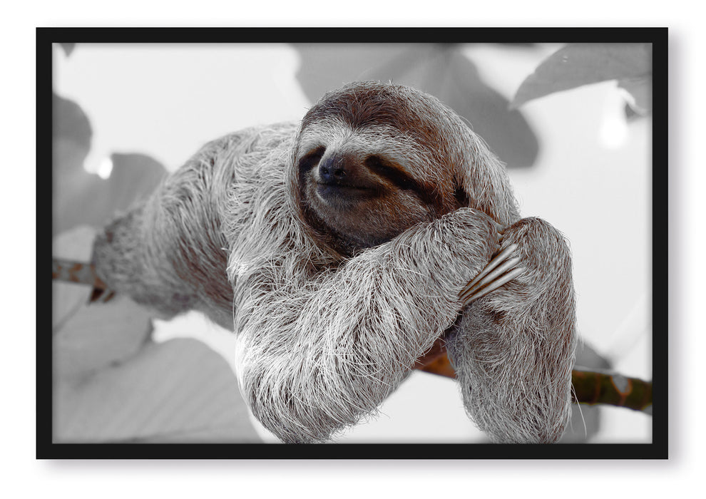 Pixxprint schönes Faultier hängt von Ast, Poster mit Bilderrahmen