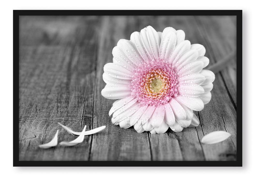 Pixxprint pinke Gerbera auf rustikalem Boden, Poster mit Bilderrahmen