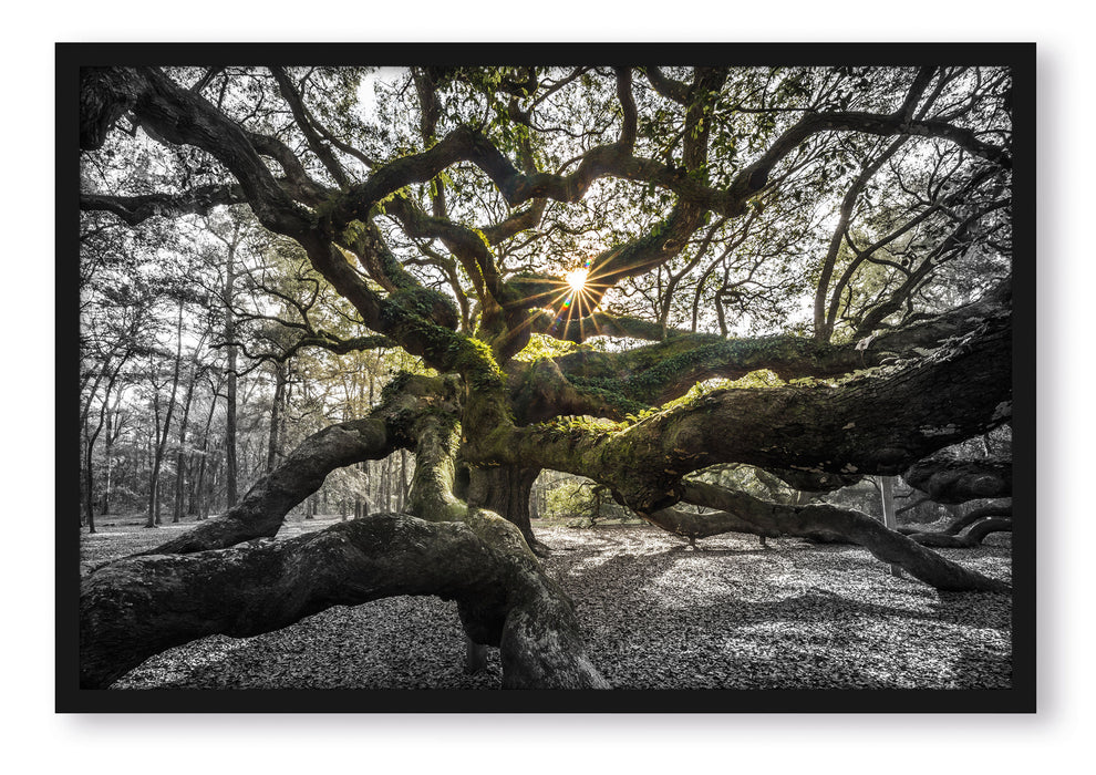 Pixxprint gigantisch verzweigter Baum, Poster mit Bilderrahmen