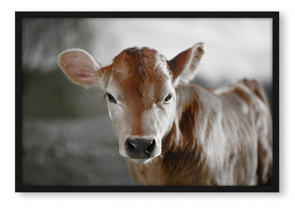 Pixxprint Junge Kuh Kälbchen, Poster mit Bilderrahmen