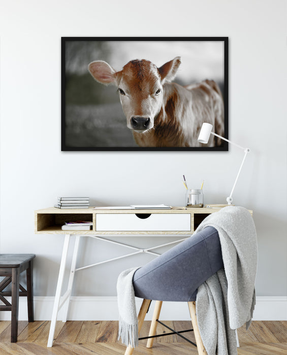 Junge Kuh Kälbchen, Poster mit Bilderrahmen