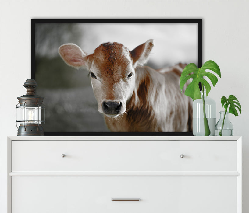 Junge Kuh Kälbchen, Poster mit Bilderrahmen
