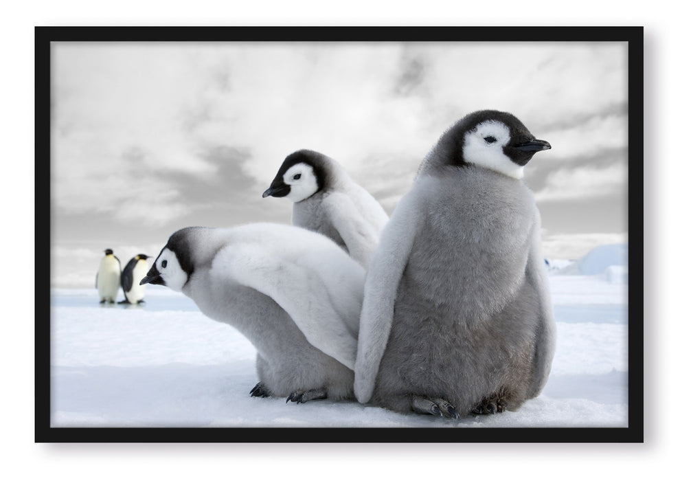Pixxprint Kaiserpinguin Gruppe, Poster mit Bilderrahmen