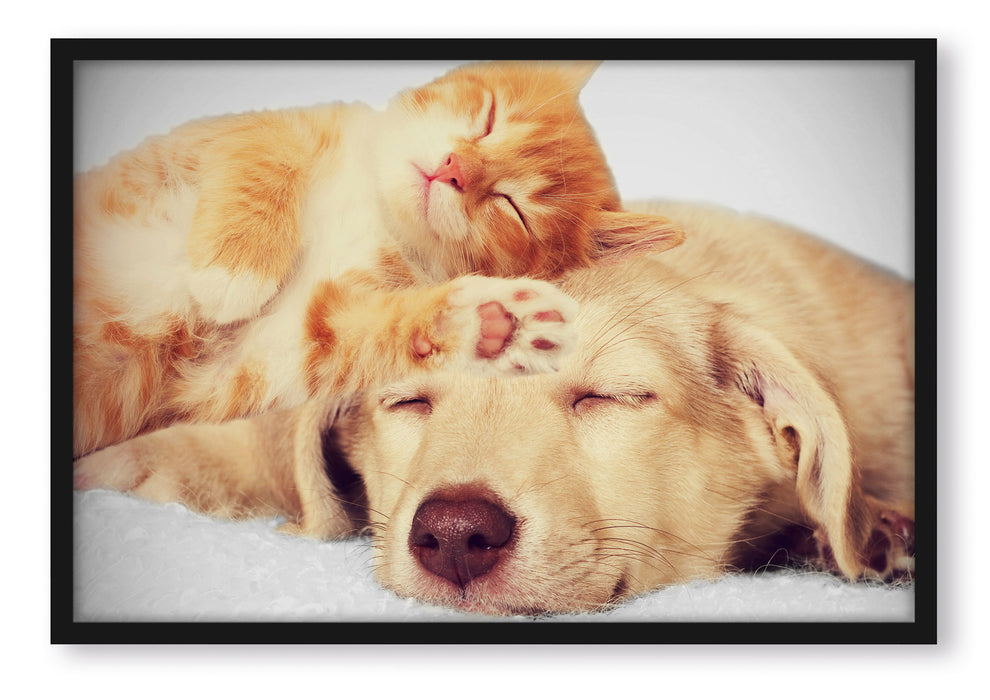 Kätzchen und Welpe schlafen, Poster mit Bilderrahmen