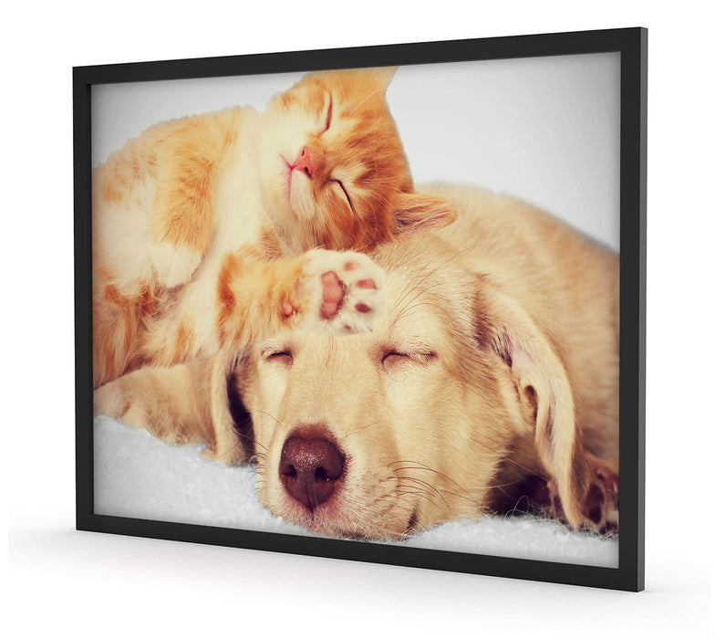 Kätzchen und Welpe schlafen, Poster mit Bilderrahmen