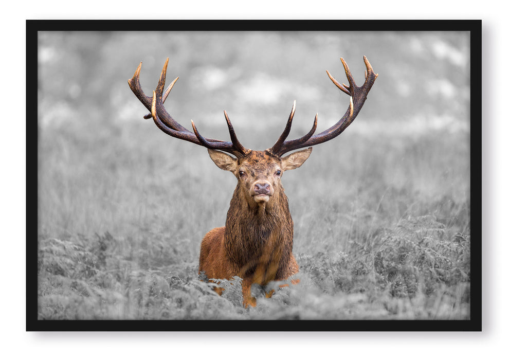 Pixxprint Großer Hirsch im Feld, Poster mit Bilderrahmen