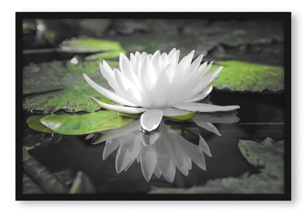 Pixxprint Weiße Lotusblume im Wasser, Poster mit Bilderrahmen