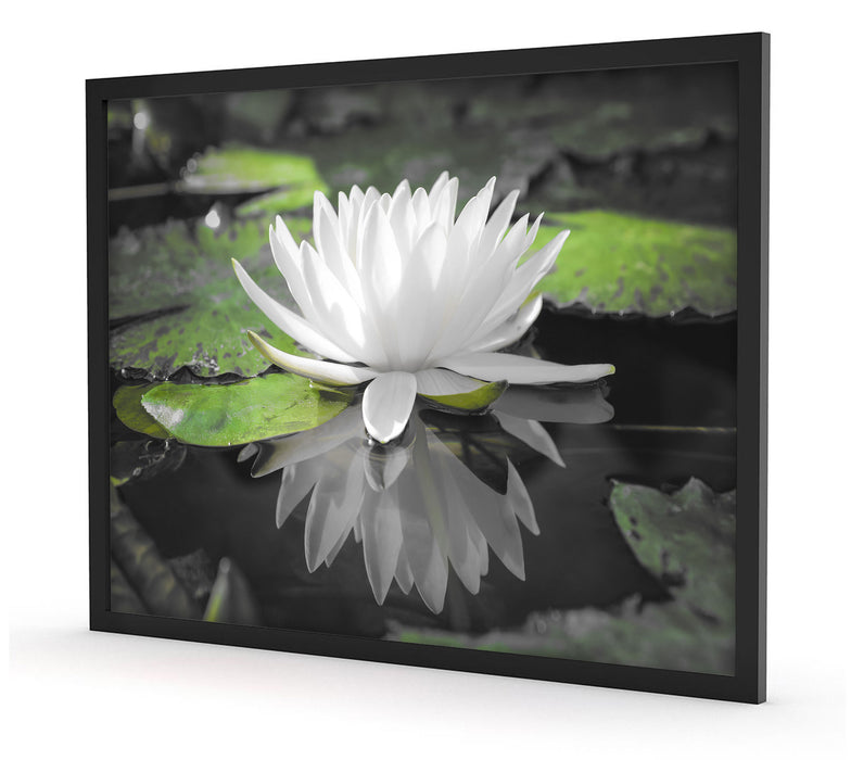 Weiße Lotusblume im Wasser, Poster mit Bilderrahmen