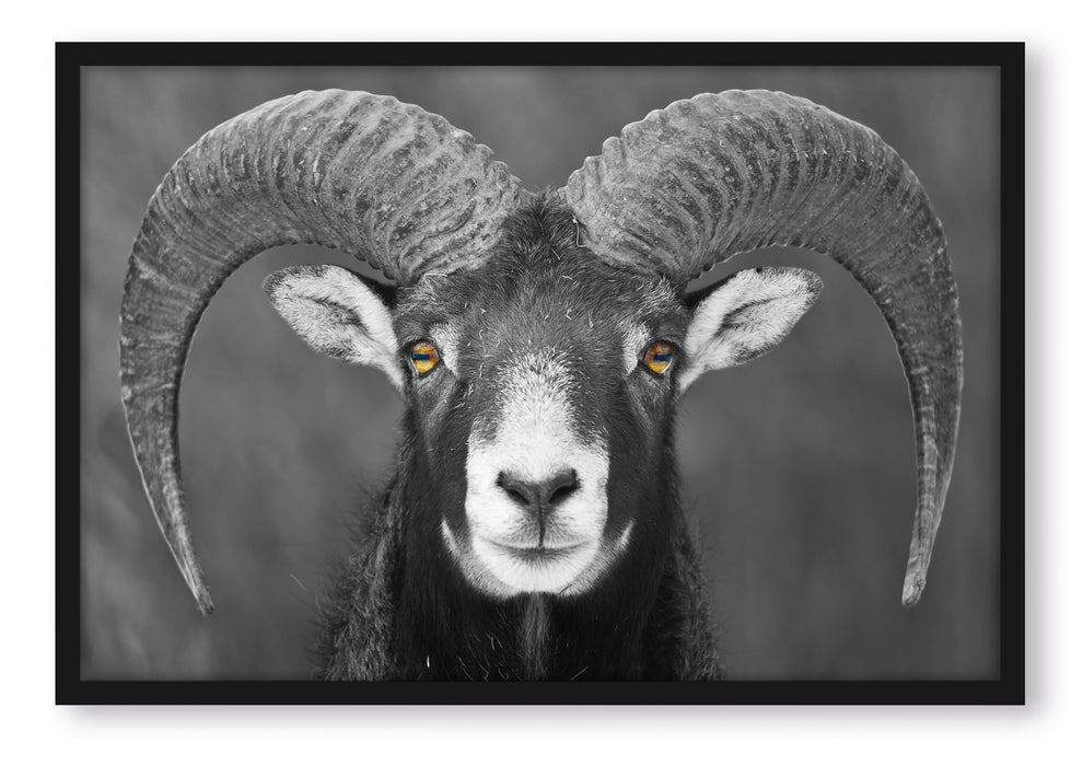 Pixxprint Mufflon Porträt, Poster mit Bilderrahmen