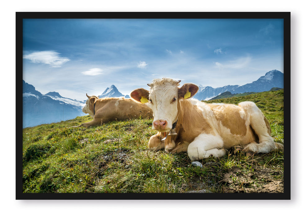 Pixxprint Simmentaler Kühe vor Schweizer Alpen, Poster mit Bilderrahmen