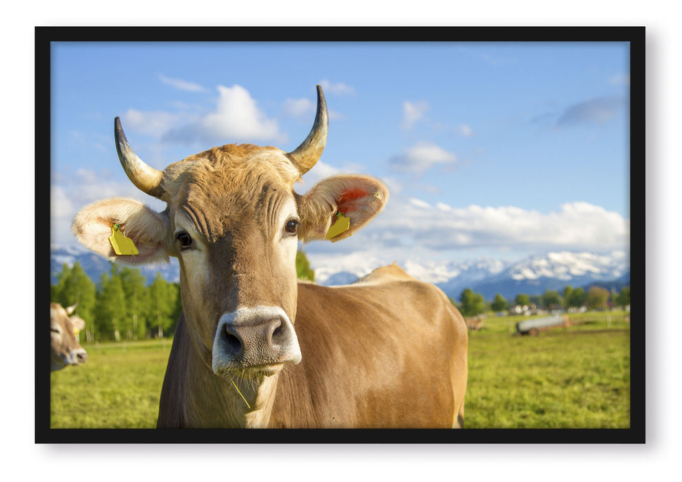 Pixxprint Neugierige Kuh auf Weide im Allgäu, Poster mit Bilderrahmen