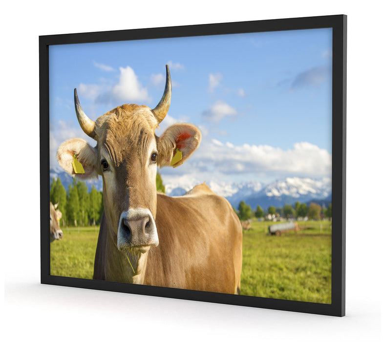 Neugierige Kuh auf Weide im Allgäu, Poster mit Bilderrahmen