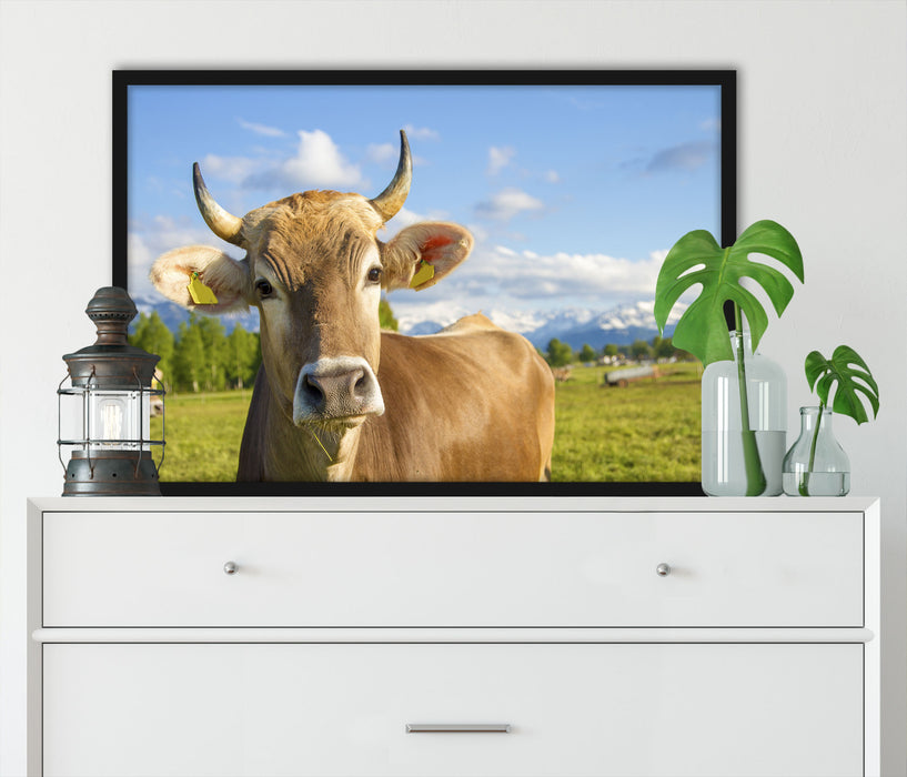Neugierige Kuh auf Weide im Allgäu, Poster mit Bilderrahmen