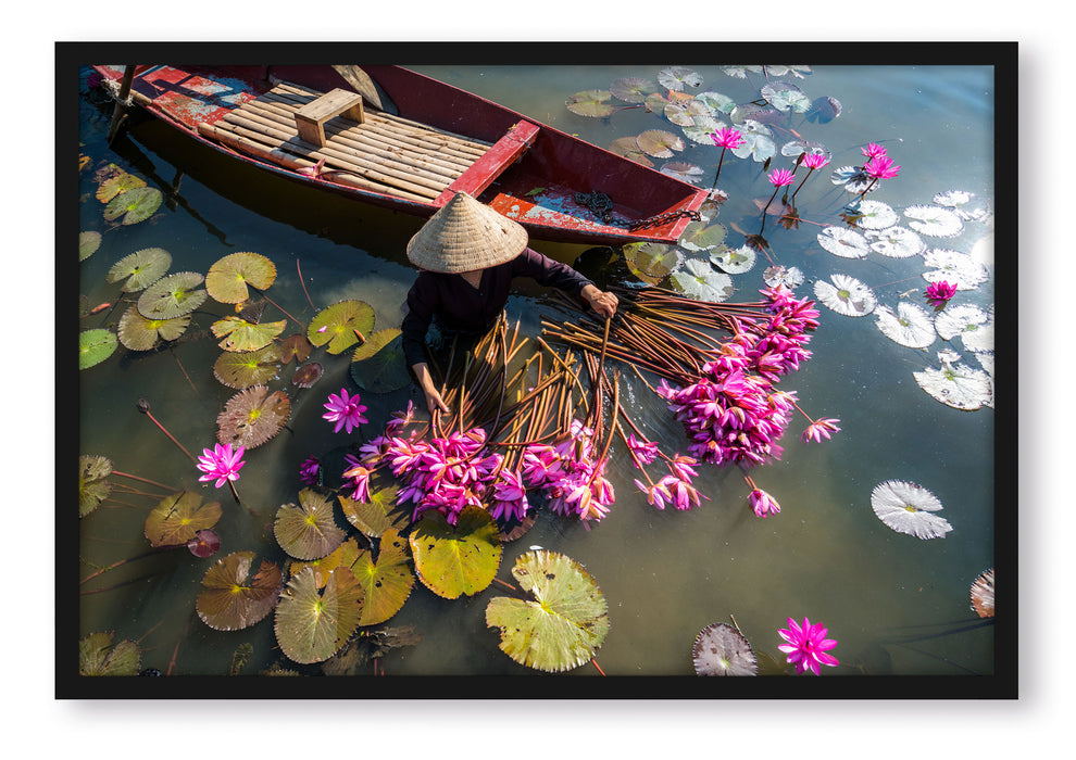 Wasserlilienernte mit Boot in Vietnam, Poster mit Bilderrahmen