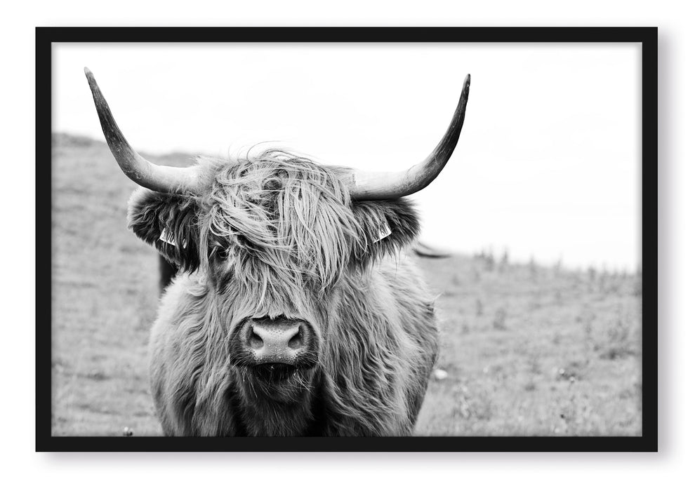 Pixxprint Highlandrind frontal in Schwarz-Weiss, Poster mit Bilderrahmen
