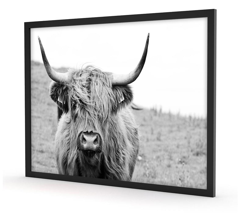 Highlandrind frontal in Schwarz-Weiss, Poster mit Bilderrahmen