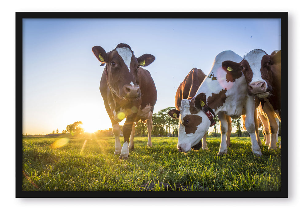 Pixxprint Kühe grasen auf Wiese bei Sonnenuntergang, Poster mit Bilderrahmen