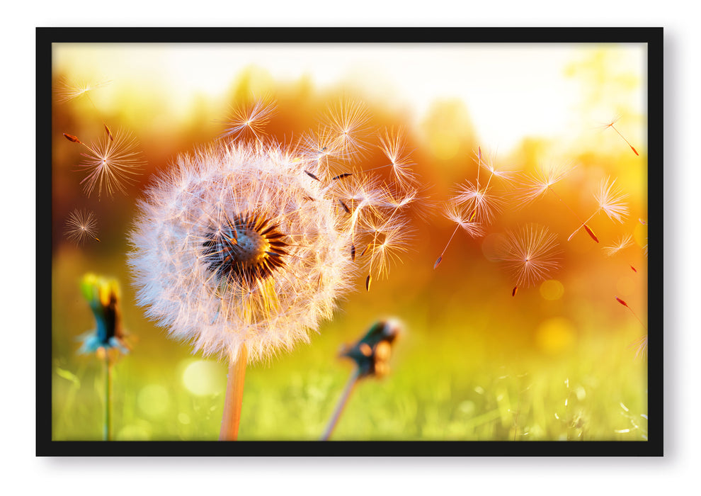Pixxprint Nahaufnahme Pusteblume Sonnenuntergang, Poster mit Bilderrahmen