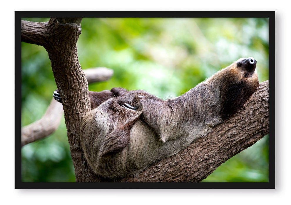 Pixxprint Schlafendes Faultier in Astgabel, Poster mit Bilderrahmen