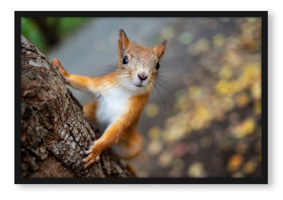Nahaufnahme Eichhörnchen an Baumstamm, Poster mit Bilderrahmen