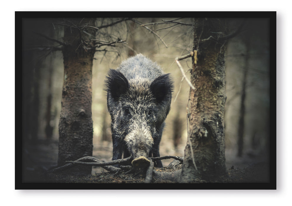 Pixxprint Nahaufnahme Wildschwein im Wald, Poster mit Bilderrahmen