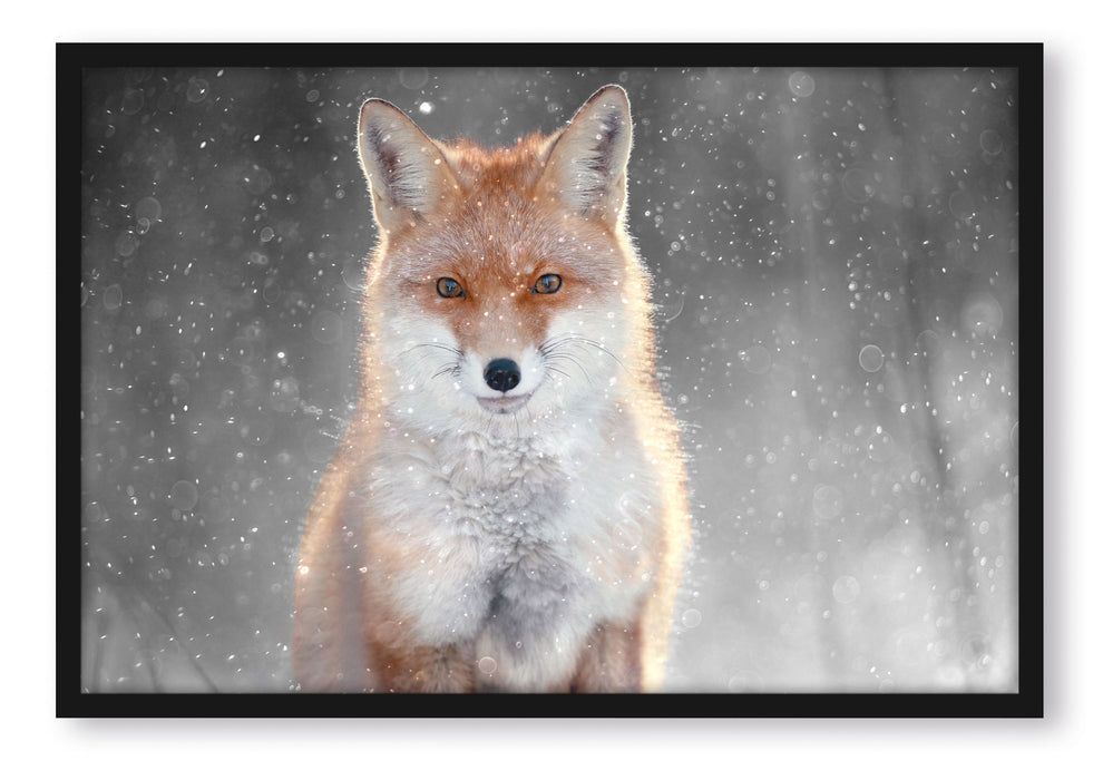 Pixxprint Roter Fuchs im Winter B&W Detail, Poster mit Bilderrahmen
