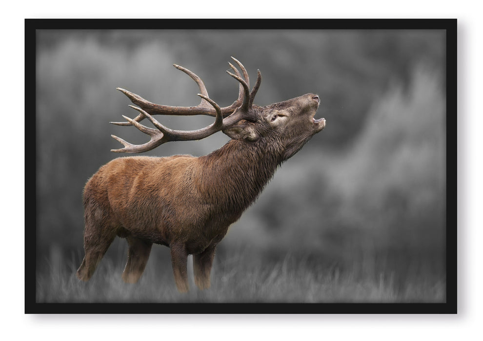 Pixxprint Röhrender Hirsch mit mächtigem Geweih B&W Detail, Poster mit Bilderrahmen