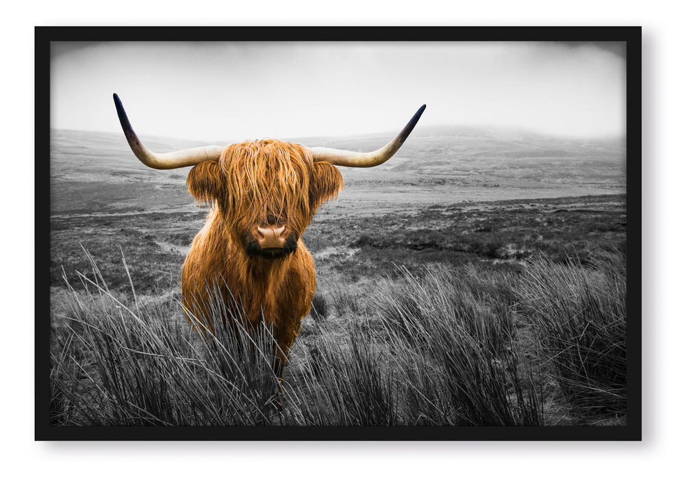 Highland Rind mit großen Hörnern Steppe B&W Detail, Poster mit Bilderrahmen