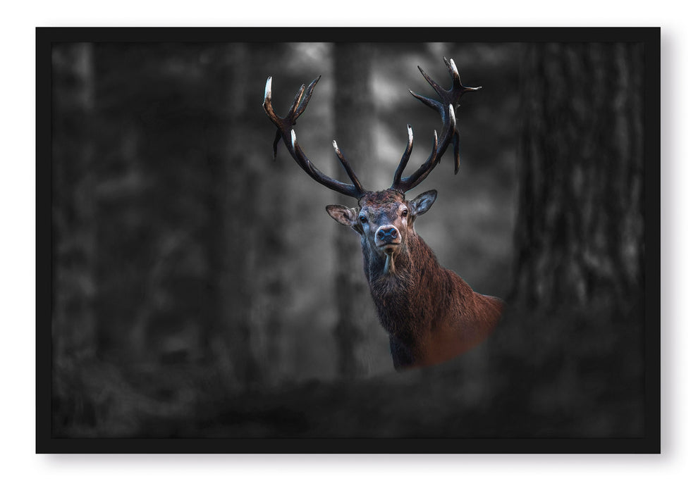 Pixxprint Hirsch im Wald schaut neugierig in die Kamera B&W Detail, Poster mit Bilderrahmen