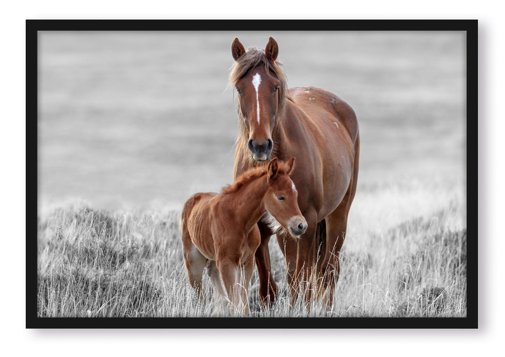 Pixxprint Pferdemutter mit Fohlen auf Wiese B&W Detail, Poster mit Bilderrahmen
