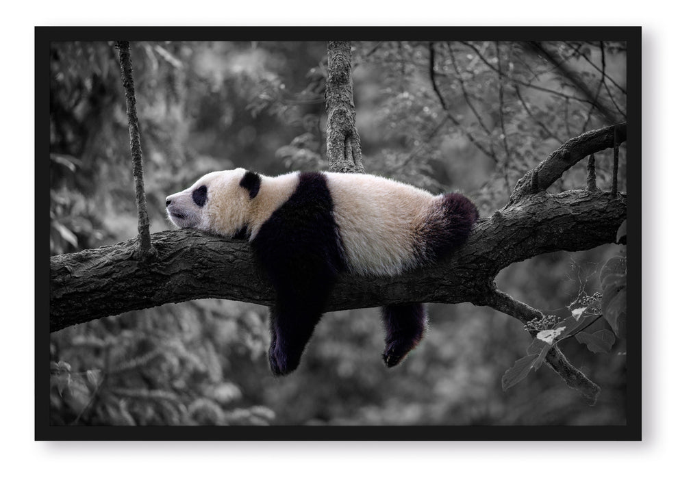 Pixxprint Schlafender Panda auf Baumstamm B&W Detail, Poster mit Bilderrahmen