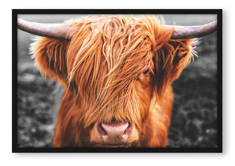 Pixxprint Nahaufnahme schottisches Highlandrind B&W Detail, Poster mit Bilderrahmen