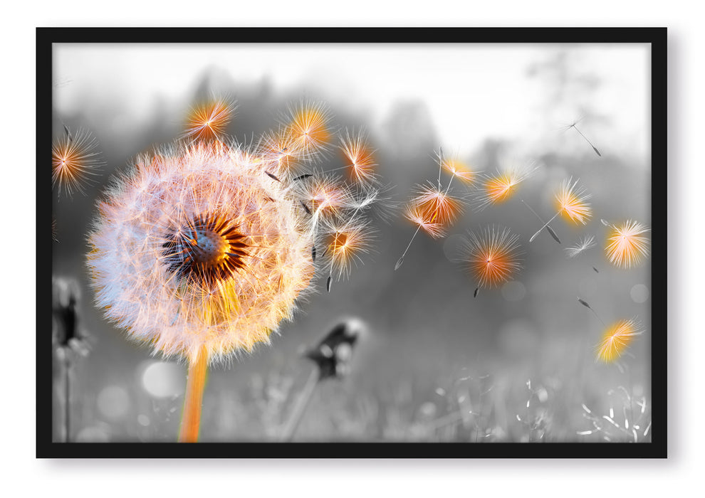 Pixxprint Nahaufnahme Pusteblume Sonnenuntergang B&W Detail, Poster mit Bilderrahmen