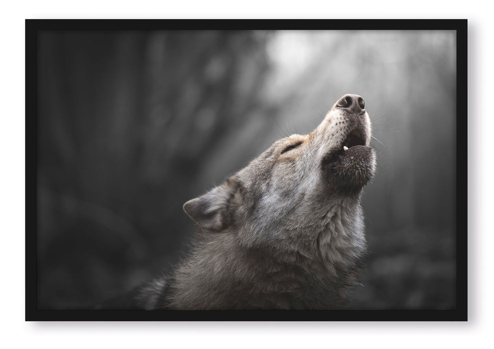 Pixxprint Heulender Wolf Nahaufnahme B&W Detail, Poster mit Bilderrahmen