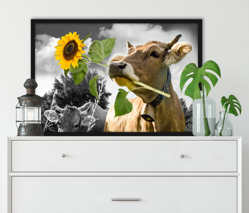 Nahaufnahme Kuh mit Sonnenblume im Maul B&W Detail, Poster mit Bilderrahmen