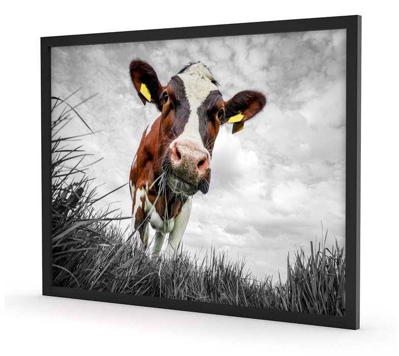 Nahaufnahme Grasende Kuh auf Weide B&W Detail, Poster mit Bilderrahmen
