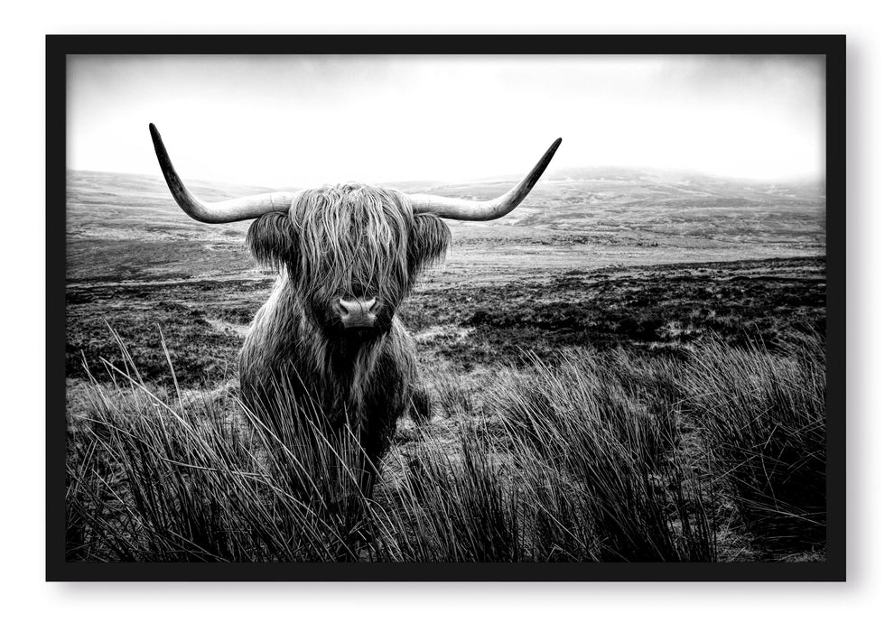 Pixxprint Highland Rind mit großen Hörnern Steppe, Monochrome, Poster mit Bilderrahmen