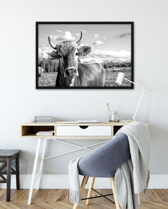 Neugierige Kuh auf Weide im Allgäu, Monochrome, Poster mit Bilderrahmen