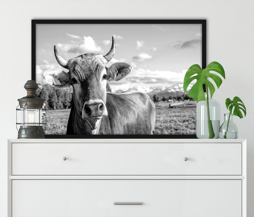 Neugierige Kuh auf Weide im Allgäu, Monochrome, Poster mit Bilderrahmen