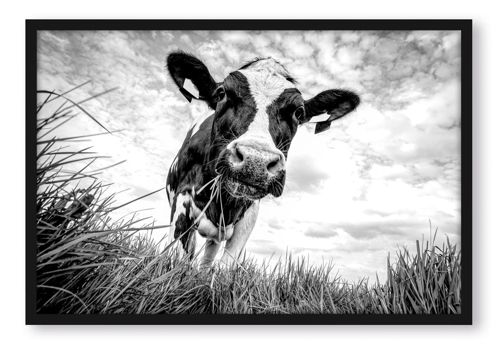 Nahaufnahme Grasende Kuh auf Weide, Monochrome, Poster mit Bilderrahmen