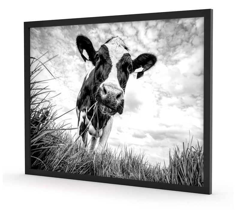 Nahaufnahme Grasende Kuh auf Weide, Monochrome, Poster mit Bilderrahmen
