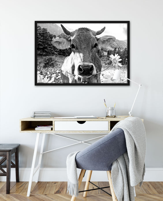 Nahaufnahme Kuh mit Margerite, Monochrome, Poster mit Bilderrahmen