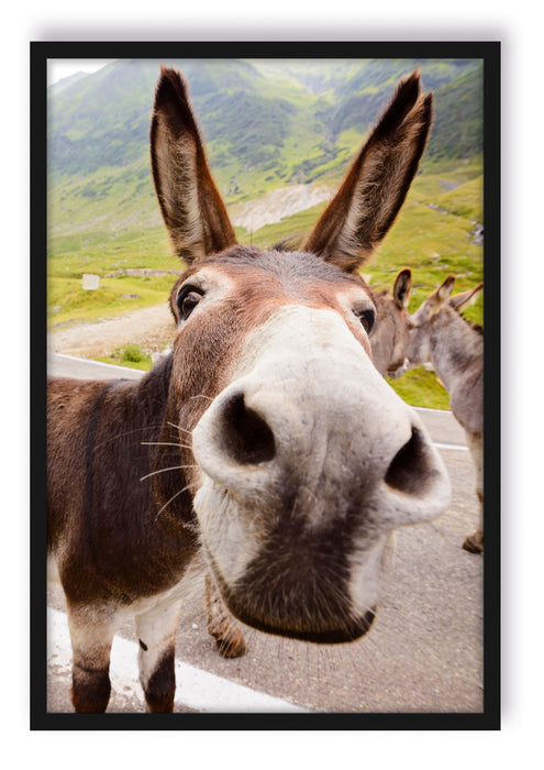 Lustiger Esel auf Straße in den Bergen, Poster mit Bilderrahmen