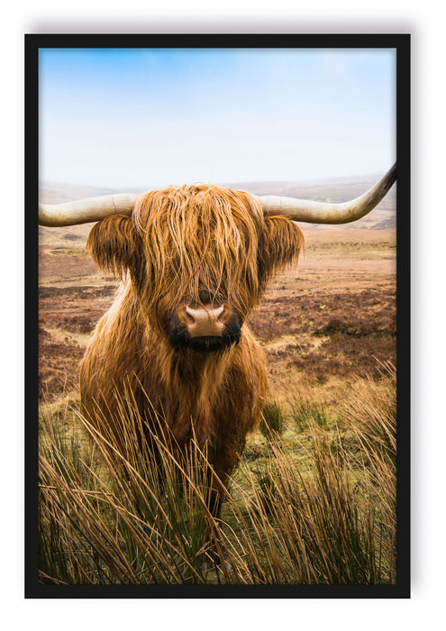 Pixxprint Highland Rind mit großen Hörnern Steppe, Poster mit Bilderrahmen
