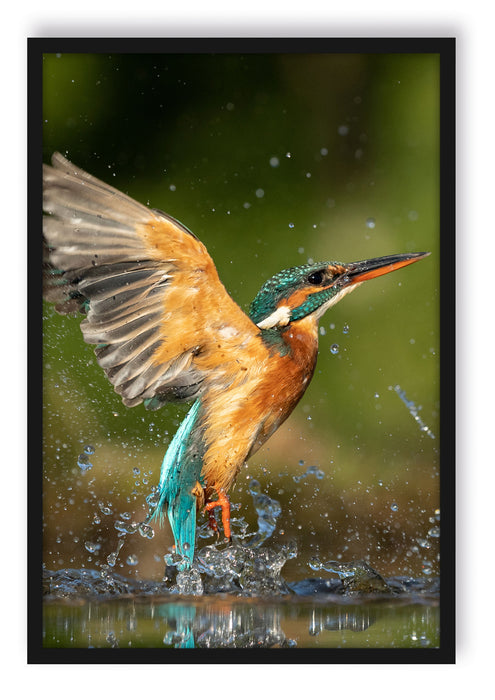 Pixxprint Eisvogel auf der Jagd nach Fischen, Poster mit Bilderrahmen