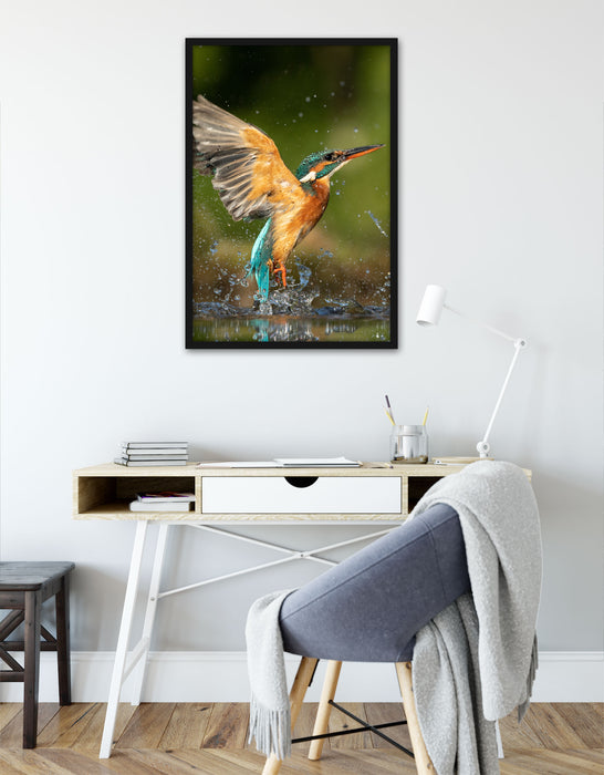 Eisvogel auf der Jagd nach Fischen, Poster mit Bilderrahmen