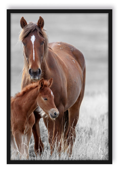 Pixxprint Pferdemutter mit Fohlen auf Wiese B&W Detail, Poster mit Bilderrahmen