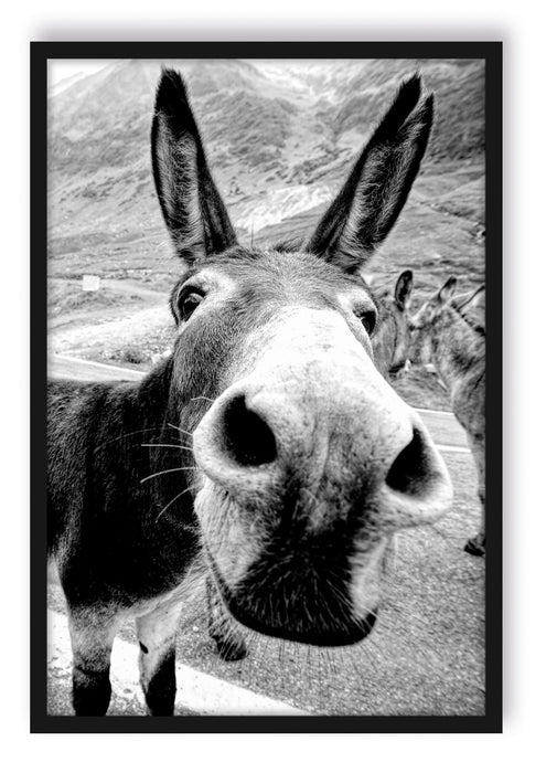 Lustiger Esel auf Straße in den Bergen, Monochrome, Poster mit Bilderrahmen
