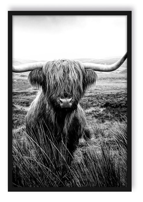 Pixxprint Highland Rind mit großen Hörnern Steppe, Monochrome, Poster mit Bilderrahmen